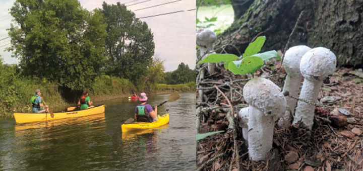 Friends of Rogers to host Paddle Trip and Mushroom Walk